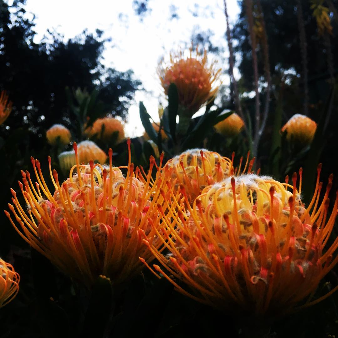 Cluster_Orange_Banksia_Flowers