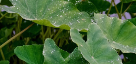 green_taro_leaves_with_dewdrops